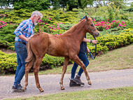 KS300622-92 - Cupboard Love's foal by Territories